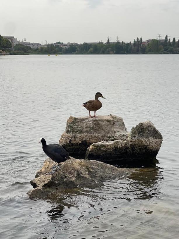 Vue Exceptionnelle Sur Le Lac Créteil Eksteriør billede